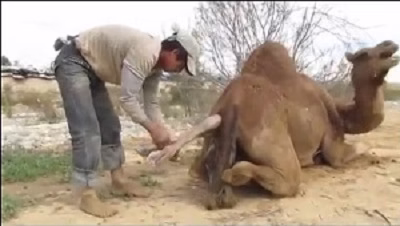 زایمان شتر ماده در بیابان به کمک ساربان فیلم 18+