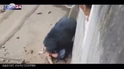 زنده خوردن انسان توسط خرس وحشی داخل قفس در باغ وحش