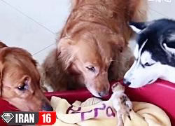 سگ و گربه خارجیا هم با ما فرق دارن (خفن)