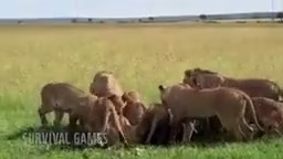 شکار حیوانات وحشی