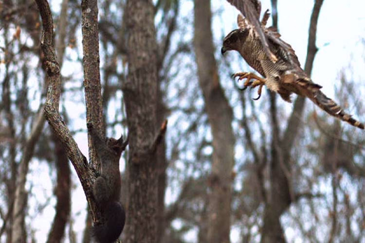 شکار پر دردسر سنجاب توسط شاهین | فیلم