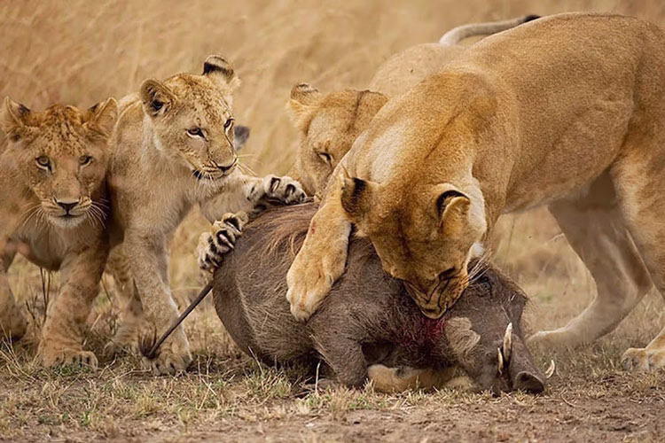 شکار گراز وحشی توسط شیر ماده فیلم