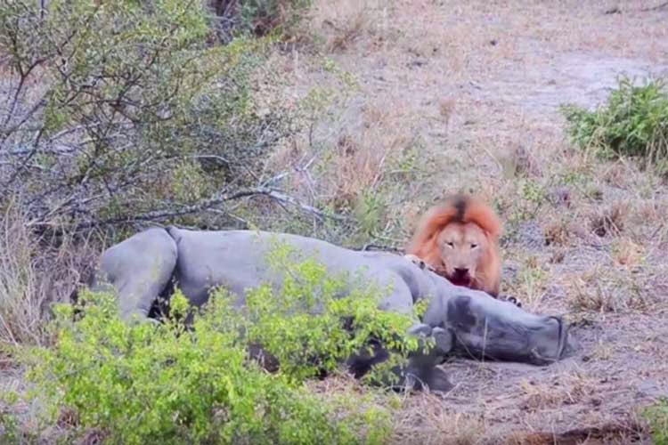 شیر نر کرگدن را زنده زنده می‌خورد فیلم