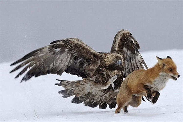 صحنه هایی حیرت انگیز از درگیری و شکار عقاب ها | فیلم