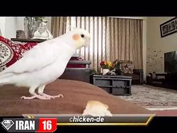 عروس هلندی سخنگو