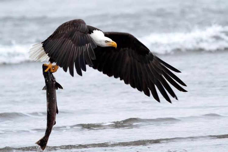 ماهیگیری عقاب آمریکایی با یک شیرجه به سمت دریاچه | فیلم