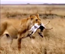 مبارزه برای زنده ماندن طبیعت وحشی – حیوانات حیات وحش