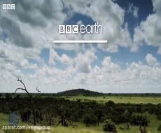 مبارزه حیوانات با هم برای جفت گیری