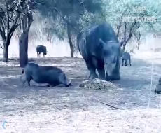 مبارزه ,حیوانات وحشی,شیر,میمون,کرگدن,گراز,ببر ,گوزن