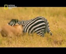 مبارزه مرگبار و دیدنی حیوانات وحشی/مبارزه شیر vs بوفالو