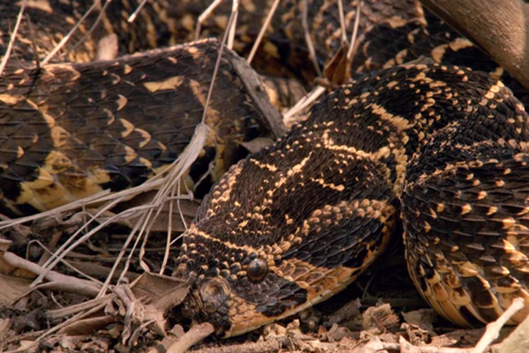مرگ دردآور کرگدن بر اثر گزش مار سمی فیلم