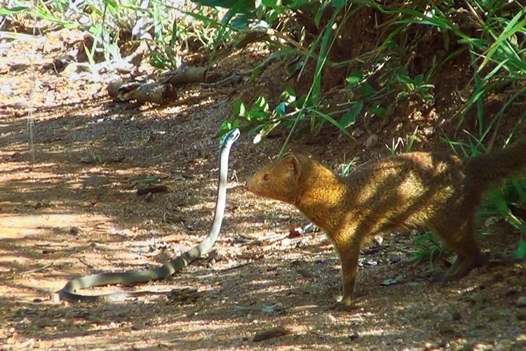 نبرد راسو و مامبای سیاه و شکار شدن مار سمی | فیلم