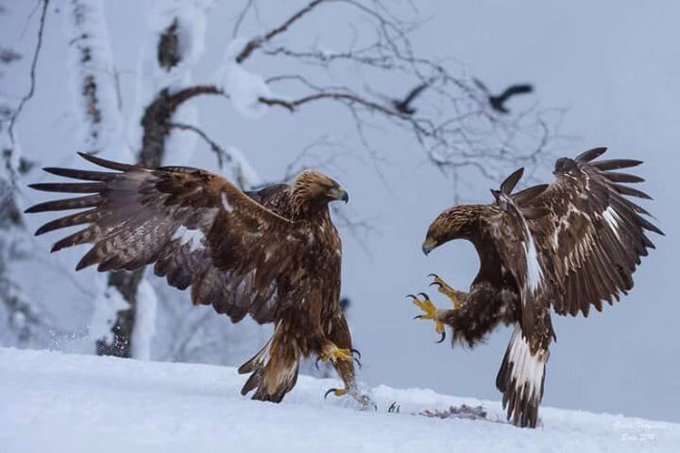 نبرد عقاب‌ها بر سر لاشه شکار فیلم