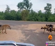 نبرد کفتار با سگهای وحشی آفریقایی