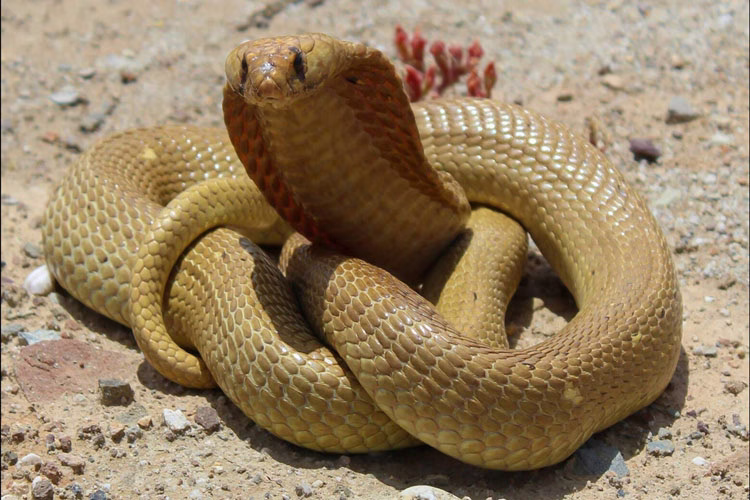 نحوه ردگیری شکار با استفاده از قوه بویایی سه بعدی کبرای زرد فیلم