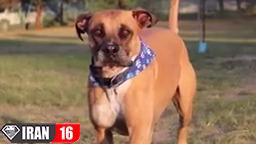 وحشی ترین و خطرناک ترین نژادهای سگ- 10 نژاد برتر خطرناک