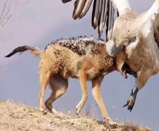 وقتی شغال ها به شکار می روند | شکار حیوانات توسط شغال