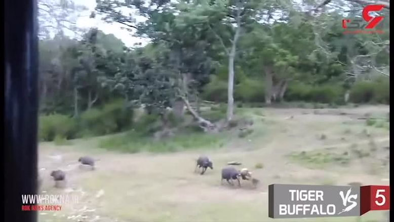 جنگ خونین حیوانات