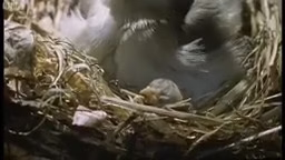 Animals Sing For Sex