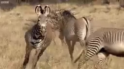 Epic Zebra Fight For Mate