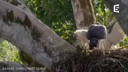 رازبقا ,حمله حیوانات ,حمله حیوانات وحشی ,حمله عقاب ,عقاب طلایی ,حمله شیر