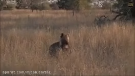 hayat vahsh kaftar lashe palang