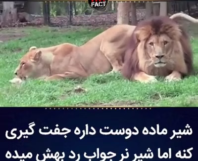 جفتگیری جفت گیری حیوانات تصاویر جفت گیری حیوانات شیر