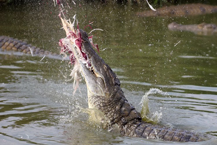nile-crocodile-catching-bird