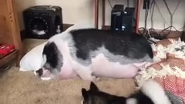 sag haski khook goraz