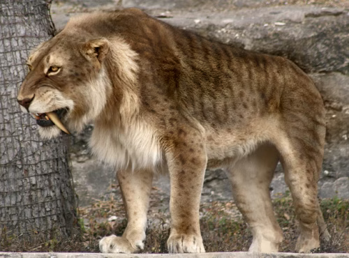 اسمیلودون؛ ببر دندان شمشیری شکارچی عصر یخبندان | فیلم