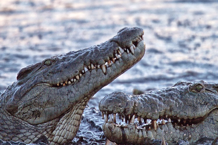 بلعیده شدن اسب آبی توسط تمساح‌های گرسنه فیلم