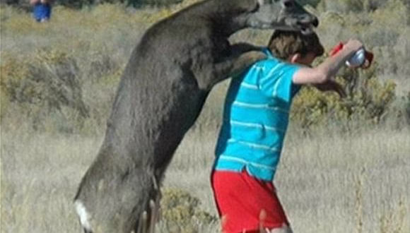 جفت گيري حيوانات با انسان