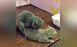 جفت گیری با گربه نژاد اسکاتیش فولد