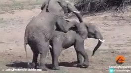 جفت گیری حیوانات ,کلیپ های حیوانات ,حیات وحش ,جفت گیری فیل