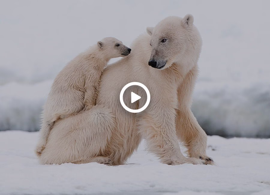 جفت گیری خرس قطبی جفت گیری حیوانات