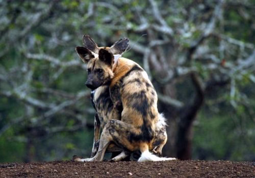 جفت گیری سگ های وحشی در حال خوردن غذا ( عکس 18+!)