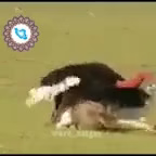 جفت گیری شتر مرغ