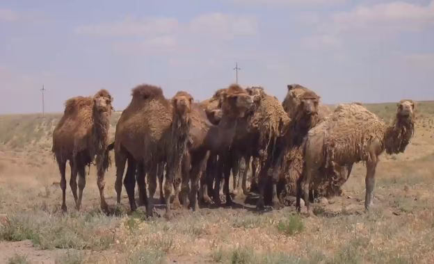 جفت گیری شتر, کلیپ جفت گیری, animals mating ,جفت گیری حرفه ای شتر ,آموزش جفت گیری شتر