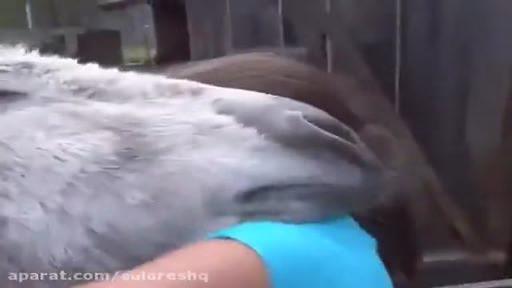 جفتگیری آدمیزاد و جفت گیری انسان با حیوان