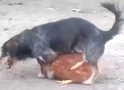 جفکری حیوانت