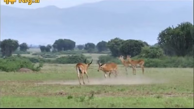 جنگ آهوهای نر برای جفت گیری با جفت ماده در حیات وحش