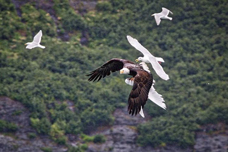حمله عقاب به دسته مرغان کاکایی در حال پرواز فیلم