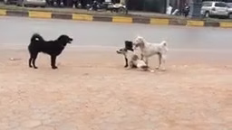 درگیری سگ های خیابان برای جفت گیری