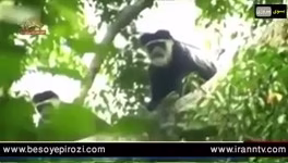 راز بقا حیات وحش آفریقا کنگو