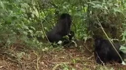 راز بقا ,حیات وحش ,دنیای حیوانات ,مبارزه حیوانات