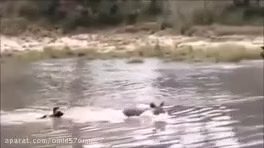 رازبقا ,حیات وحش ,مستند حیات وحش ,مستند حیات وحش ایران ,حیات وحش آفریقا