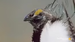 رقص پرنده سیج نر برای جفت گیری جنس مخالف