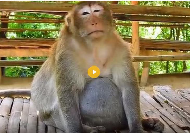 زایمان طبیعی گوریل