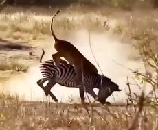 شکار بی رحمانه گورخر توسط شیر