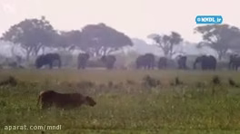 شکار گراز توسط بچه شیر